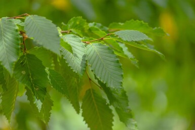 Ulmus 'Sapporo Autumn Gold' hoogstam 12/14