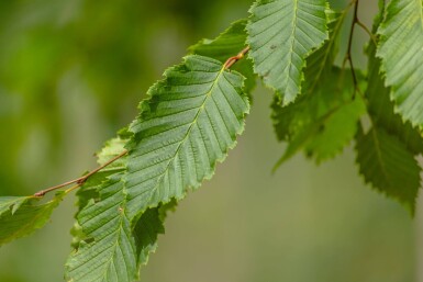 Ulmus 'Sapporo Autumn Gold' hoogstam 12/14