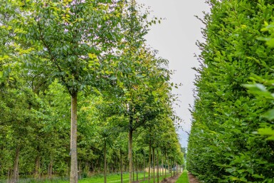 Zelkova serrata hoogstam 18/20