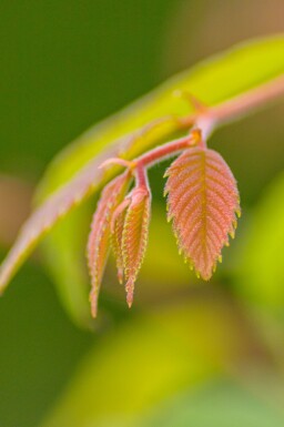 Zelkova serrata hoogstam 18/20