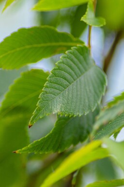 Zelkova serrata hoogstam 18/20