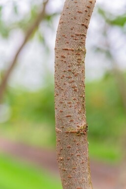 Zelkova serrata hoogstam 18/20