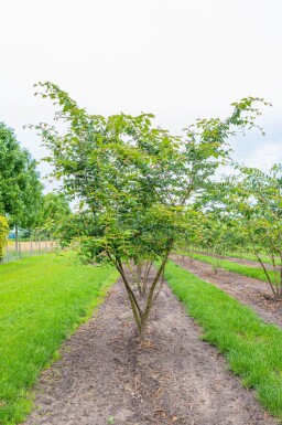 Zelkova serrata meerstammig 400-450