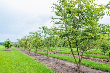 Zelkova serrata meerstammig 400-450