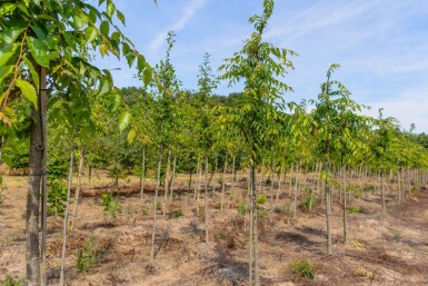 Zelkova serrata 'Flekova' hoogstam 12/14