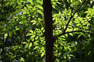 Zelkova serrata 'Flekova' beveerd