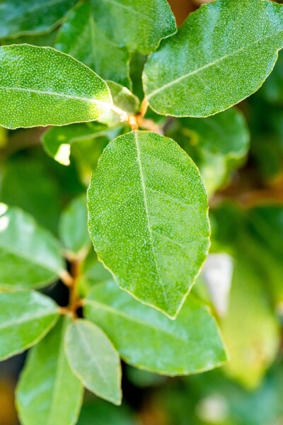 Elaeagnus ebbingei 'Compacta' leiboom 8/10 120cm stam 150b x 120h