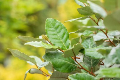 Elaeagnus ebbingei 'Compacta' leiboom 8/10 120cm stam 150b x 120h