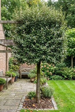 Elaeagnus ebbingei 'Compacta' Leiboom