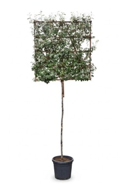 Elaeagnus ebbingei leiboom