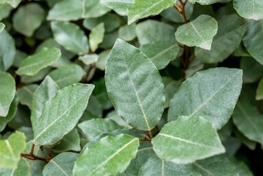 Elaeagnus ebbingei leiboom 10/12 190cm stam 150b x 120h