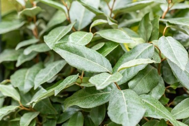 Elaeagnus ebbingei leiboom 10/12 190cm stam 150b x 120h