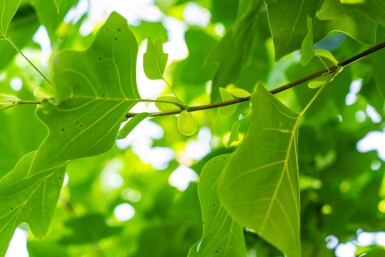 Liriodendron tulipifera leiboom 16/18 200cm stam 150b x 120h