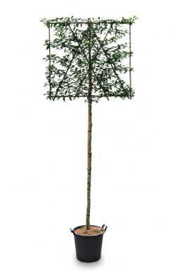 Prunus lusitanica 'Brenelia' leiboom