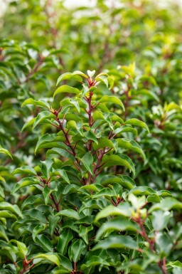 Prunus lusitanica 'Brenelia' leiboom