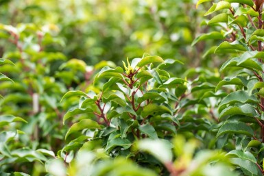 Prunus lusitanica 'Brenelia' leiboom 10/12 150cm stam 150b x 120h