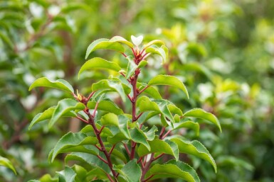 Prunus lusitanica 'Brenelia' leiboom 10/12 150cm stam 150b x 120h