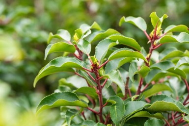 Prunus lusitanica 'Brenelia' leiboom 10/12 150cm stam 150b x 120h