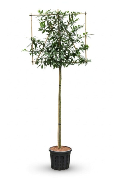 Prunus laurocerasus 'Caucasica' leiboom 12/14 200cm stam 150b x 120h