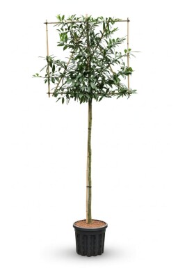 Prunus laurocerasus 'Caucasica' leiboom
