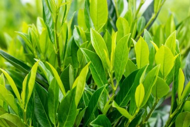 Prunus laurocerasus 'Caucasica' leiboom 12/14 200cm stam 150b x 120h