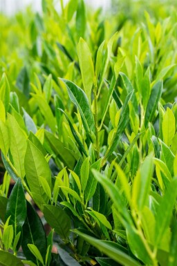 Prunus laurocerasus 'Caucasica' leiboom 12/14 200cm stam 150b x 120h