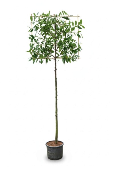 Prunus laurocerasus 'Novita' leiboom 8/10 120cm stam 120b x 120h