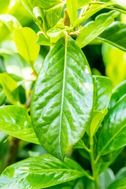 Prunus laurocerasus 'Novita' leiboom