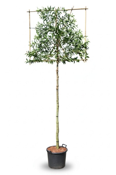 Prunus lusitanica 'Angustifolia' leiboom 14/16 120cm stam 150b x 120h