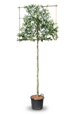 Prunus lusitanica 'Angustifolia' leiboom