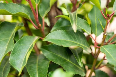 Prunus lusitanica 'Angustifolia' leiboom