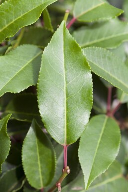 Prunus lusitanica 'Angustifolia' leiboom 14/16 120cm stam 150b x 120h