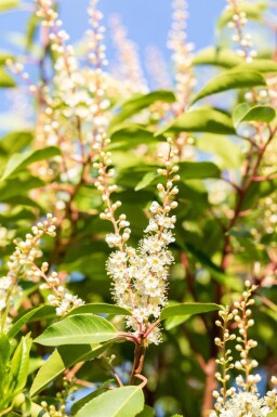Prunus lusitanica 'Angustifolia' leiboom 14/16 120cm stam 150b x 120h