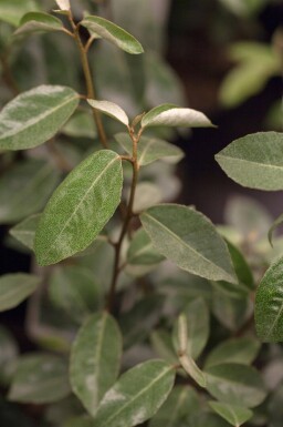 Elaeagnus ebbingei