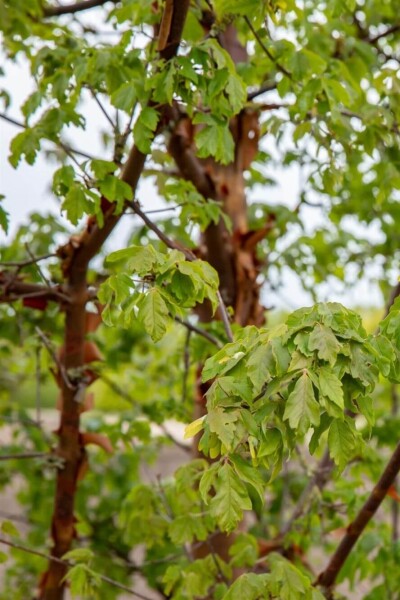 Acer griseum beveerd 200-250