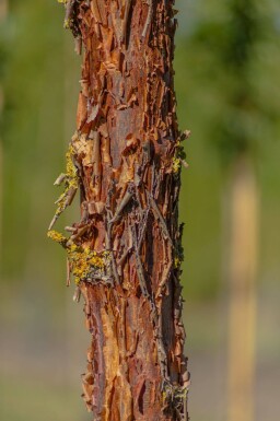 Acer griseum beveerd 200-250