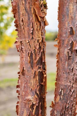 Acer griseum beveerd 200-250
