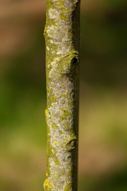 Amelanchier lamarckii solitair