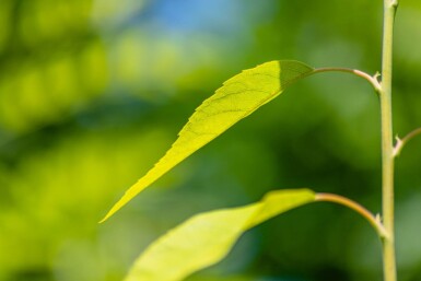 Amelanchier lamarckii solitair