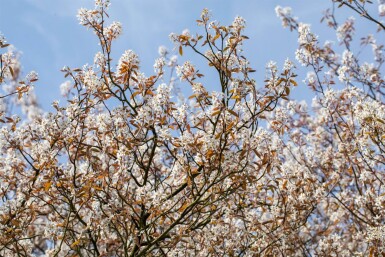 Amelanchier lamarckii solitair