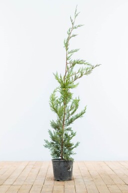 Cipres / Leyland Cupressocyparis Leylandii 80-100 cm - Pot