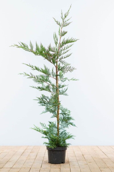 Cipres / Leyland Cupressocyparis Leylandii 100-125 cm - Pot