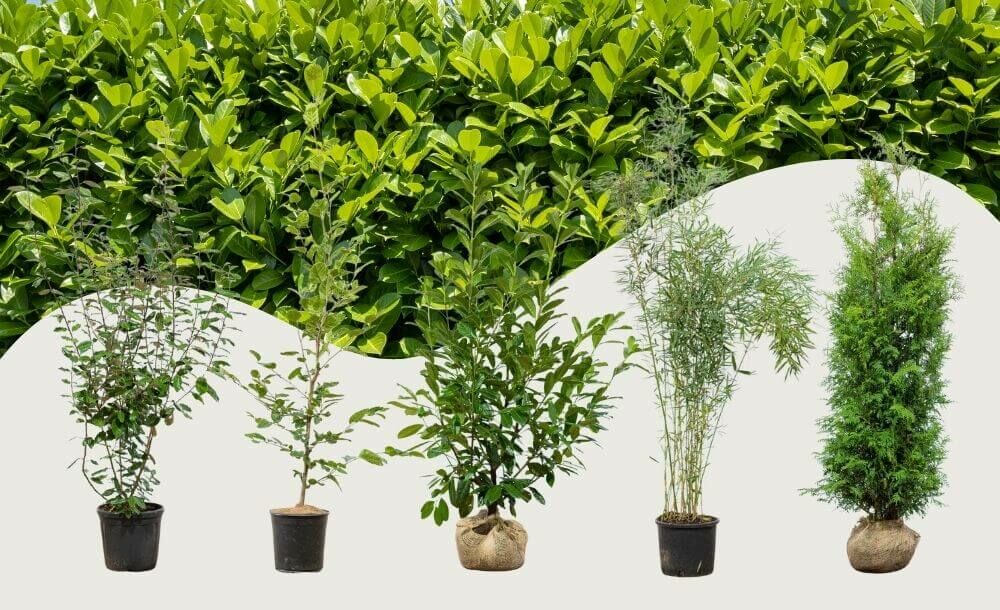 Top 10 haagplanten