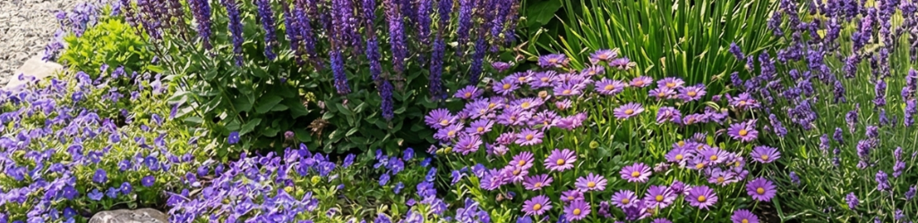 Top 5 Lila Vaste Planten image