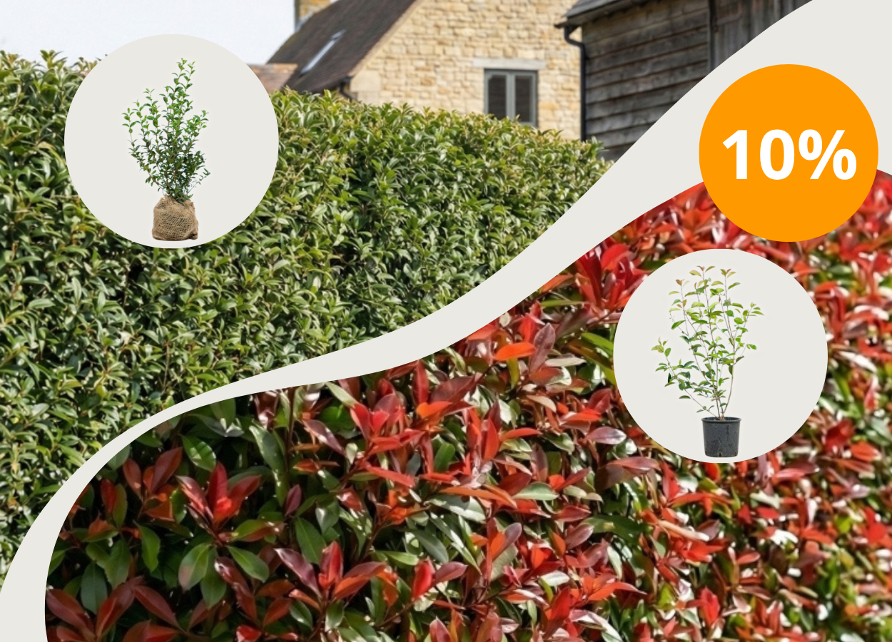 10% korting met code: HAAGPLANTEN10 op<br> Elaeagnus Ebbingei + Photinia