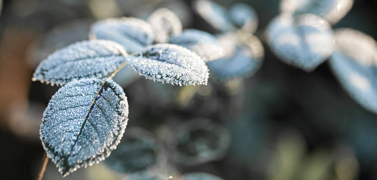 Winterhardheidszones