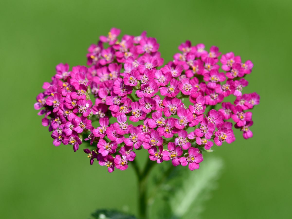 Top 7 Prairieplanten voor een Natuurlijke Tuin image