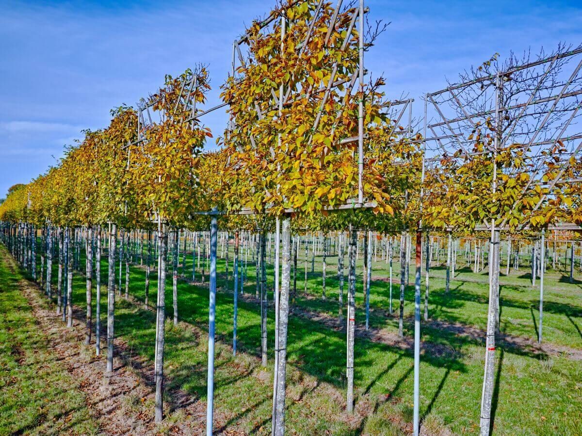 Stappenplan voor het aanplanten van leibomen