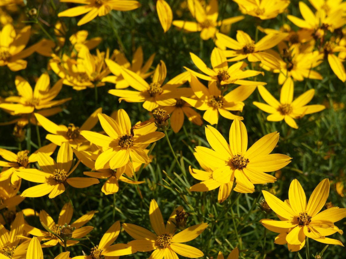 Top 7 Prairieplanten voor een Natuurlijke Tuin image