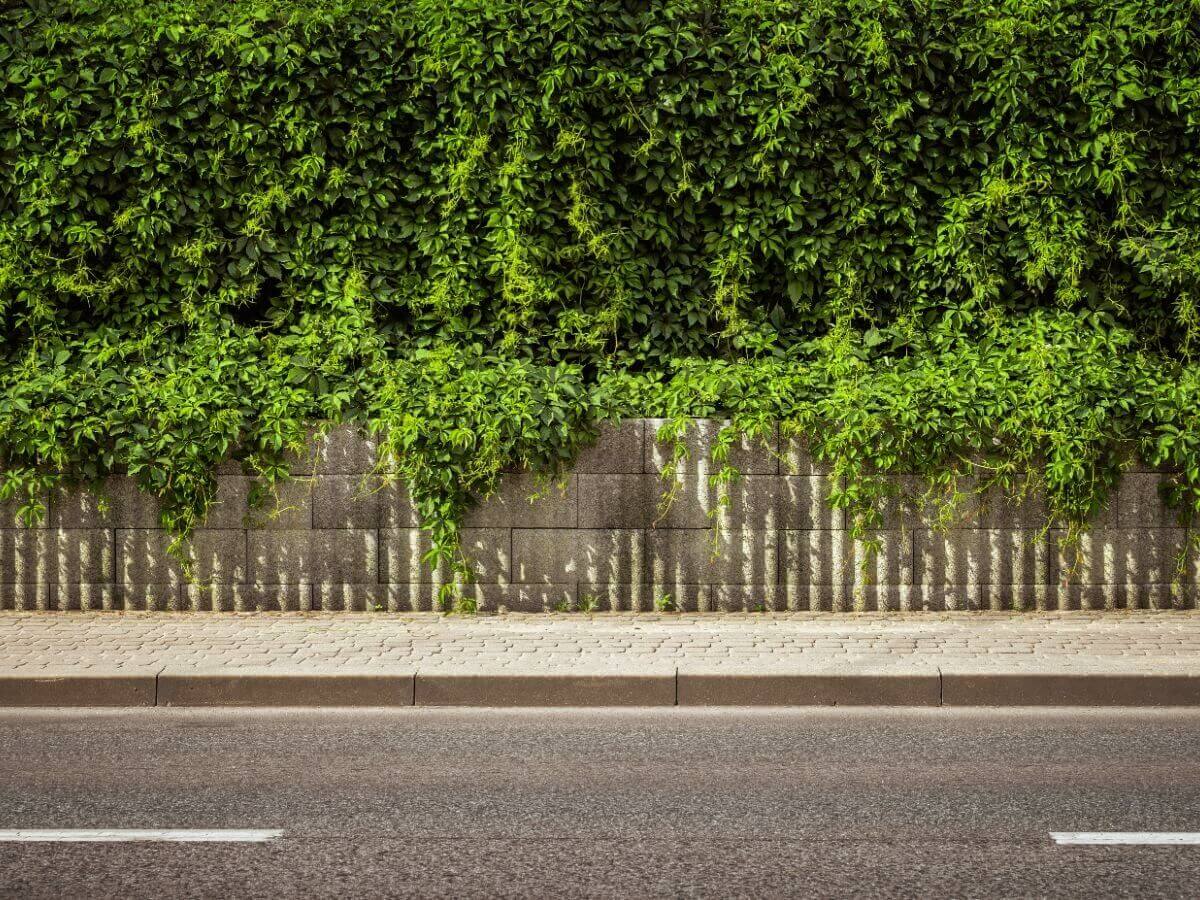 Bijzondere aanplanttypes haagplanten